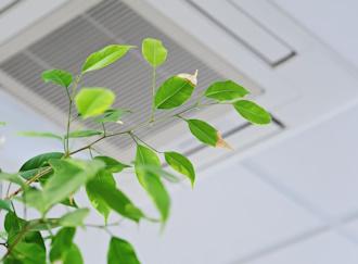 Ficus green leaves on the background ceiling air conditioner in modern office or at home.